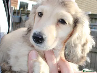 Miniature Dachshund dogs Cream dapple girl - Advert 10