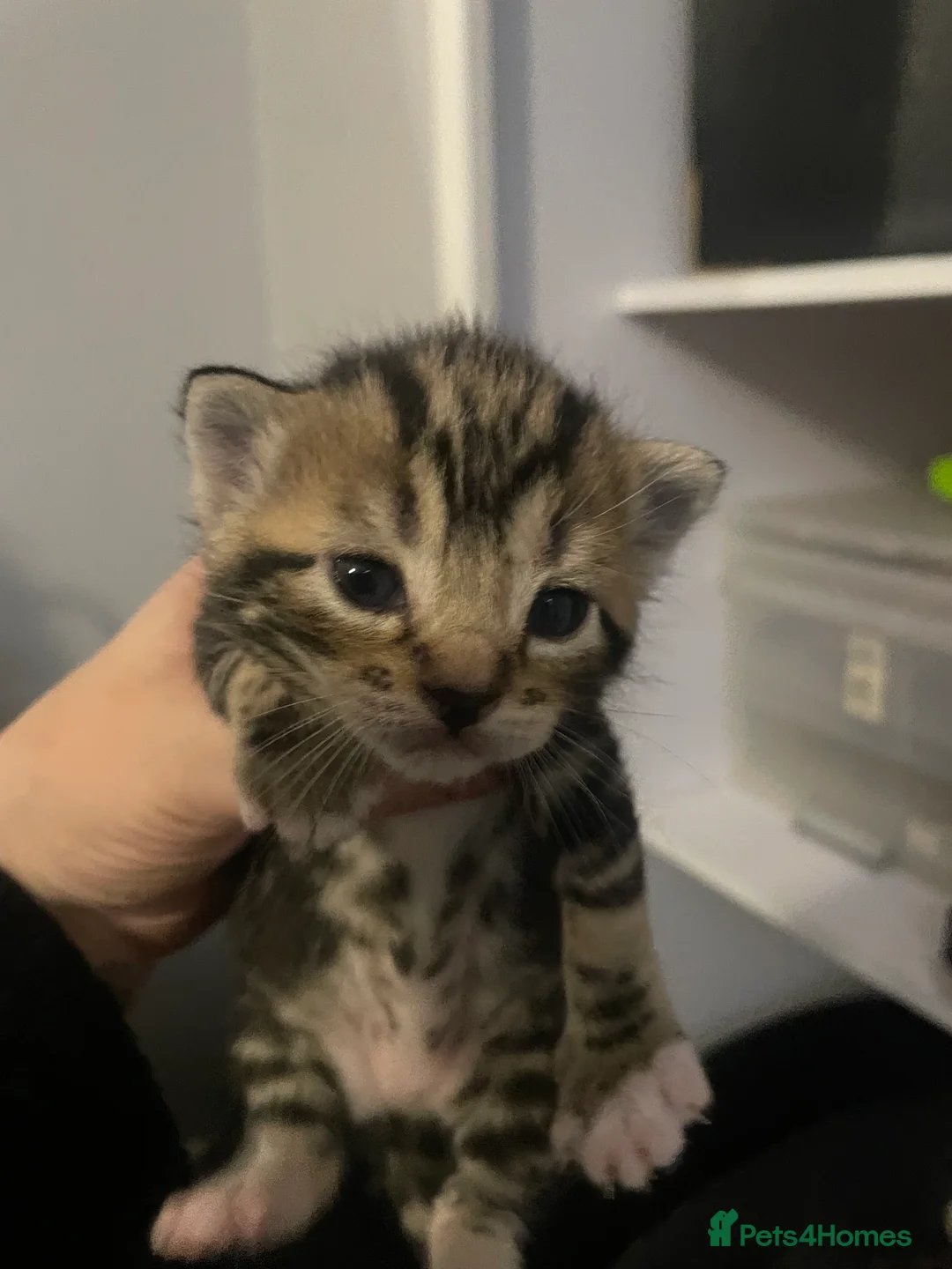 Mixed Breed cats for sale: 6 adorable kittens  - Advert 7