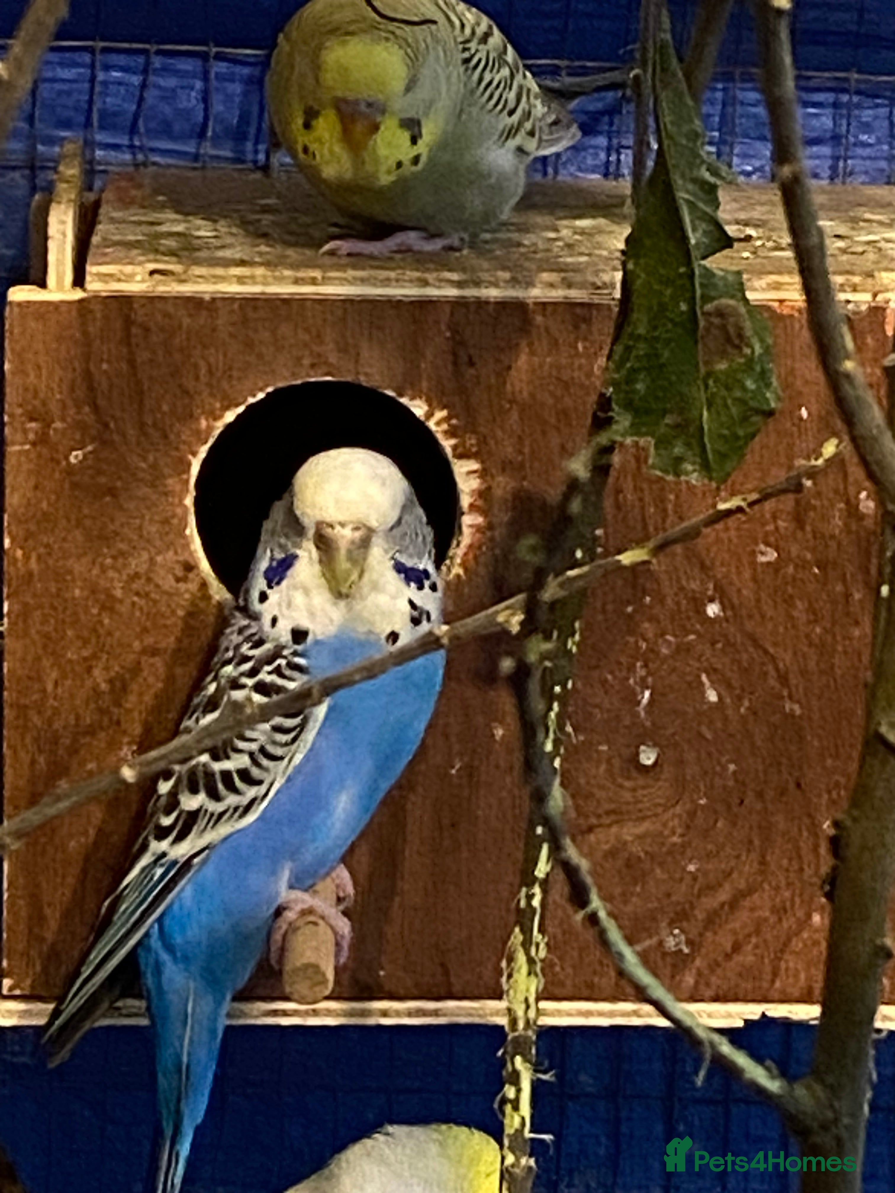 Budgerigars birds 2 pairs of Budgies  - Advert 8