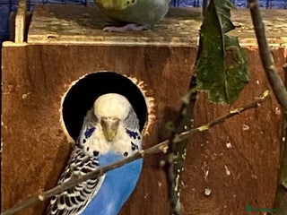 Budgerigars birds 2 pairs of Budgies - Advert 17