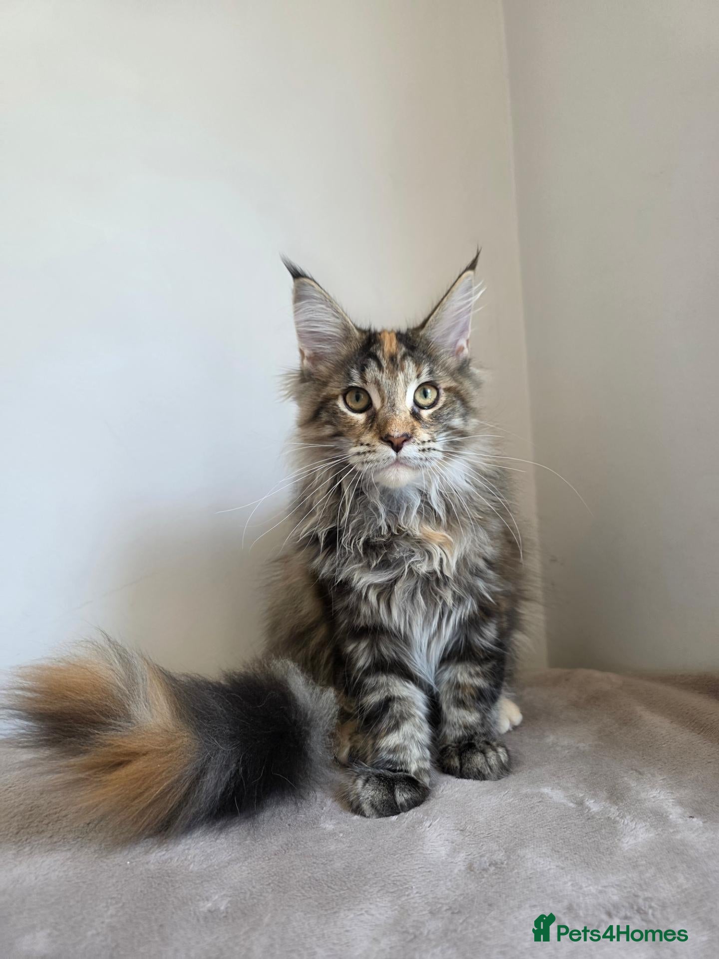 Maine Coon cats TICA Maine Coon Kittens | Russian Bloodlines - Advert 1