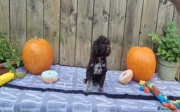 Lagotto Romagnolo dogs for sale: Beautiful Lagotto Romagnolo puppies, KC reg - Image 9