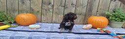 Lagotto Romagnolo dogs for sale: KC reg, Lagotto Romagnolo, LAST GIRL - Advert 16