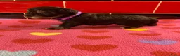 Miniature Schnauzer dogs for sale: 5* LICENSED RKC CHOCOLATE SCHNAUZER LITTER - Advert 3