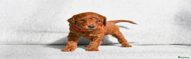 Mini Goldendoodle Puppy 7