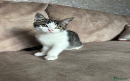 Mixed Breed cats for sale: Active and friendly kitten - Image 3