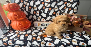Miniature Poodle dogs - Advert 10
