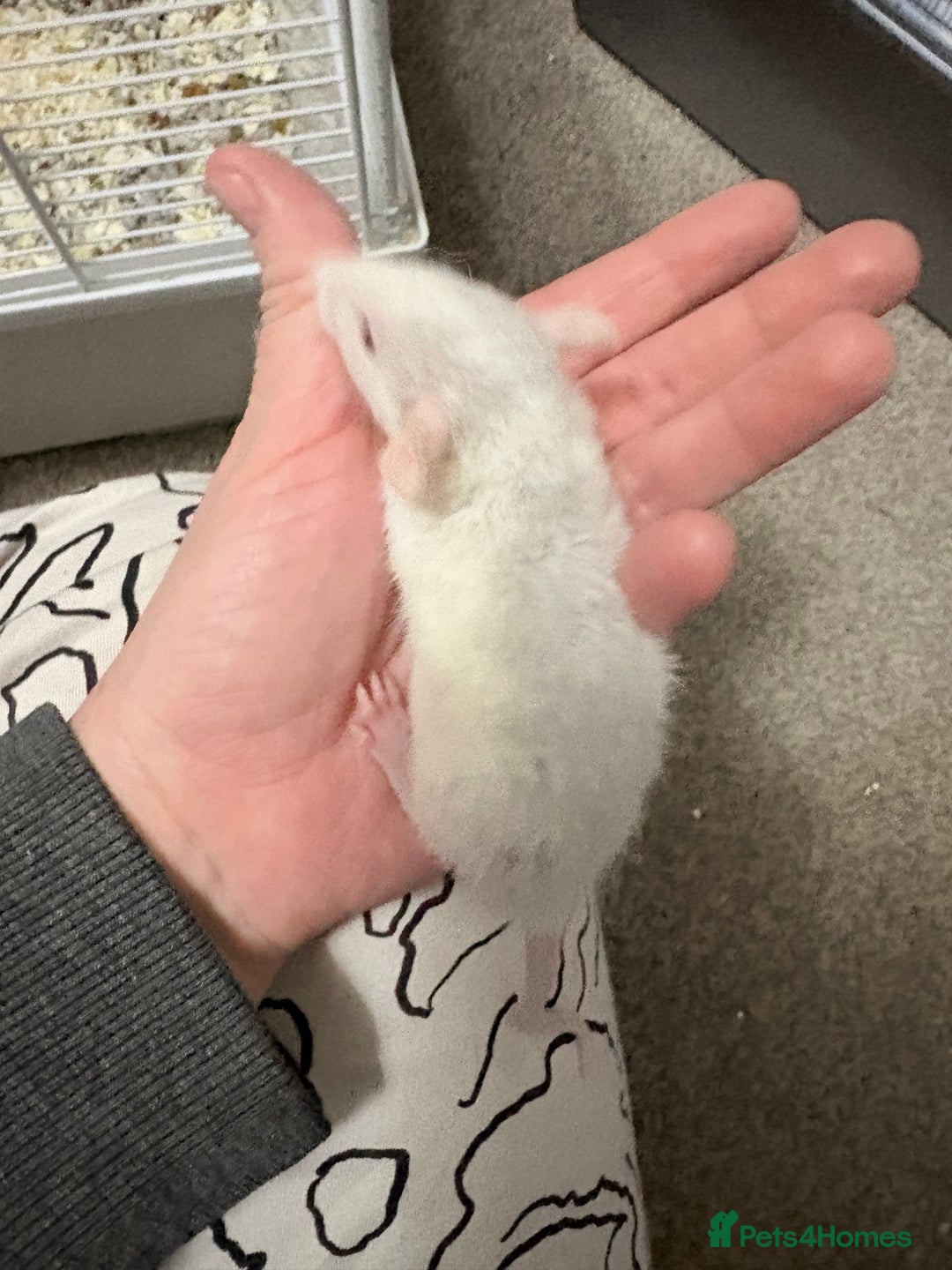 Rat rodents for sale: Beautiful male dumbo/husky baby rats - Advert 9