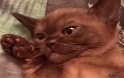 Burmese cats for sale: Burmese Kittens For Sale - Advert 18