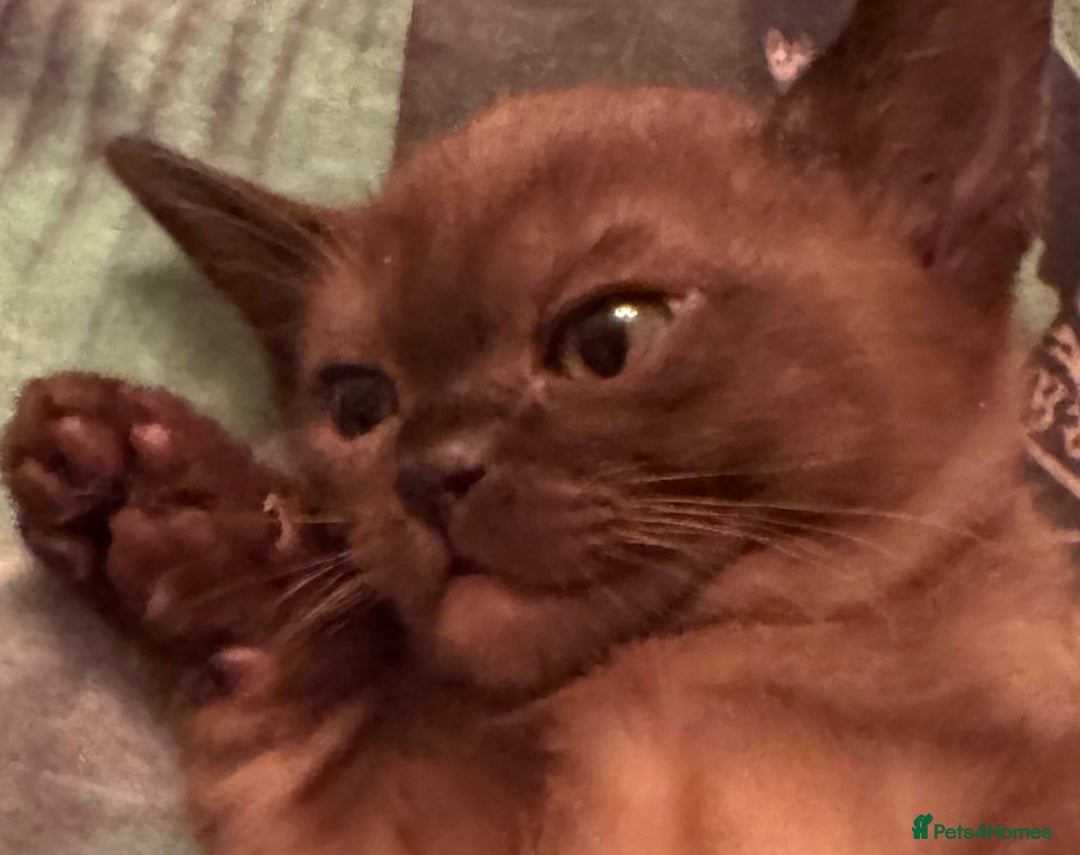 Burmese cats for sale: Burmese Kittens For Sale - Advert 18