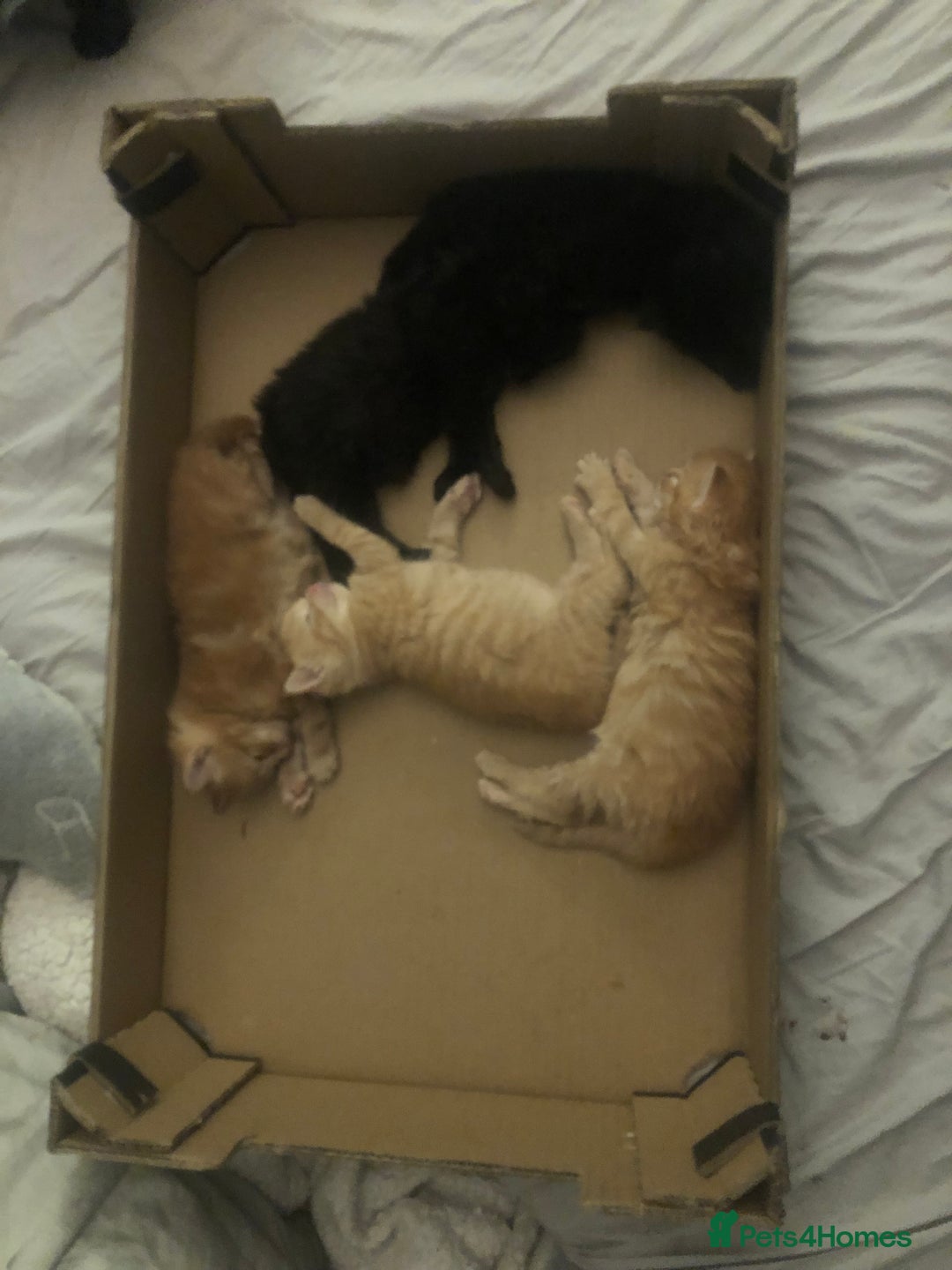 Mixed Breed cats for sale: Four beautiful kittens - Advert 8