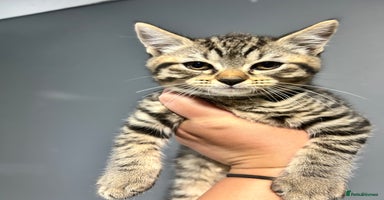 British Shorthair cats - Advert 12