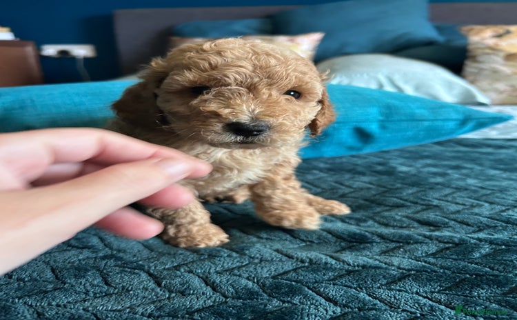 Cockapoo dogs - Advert 1