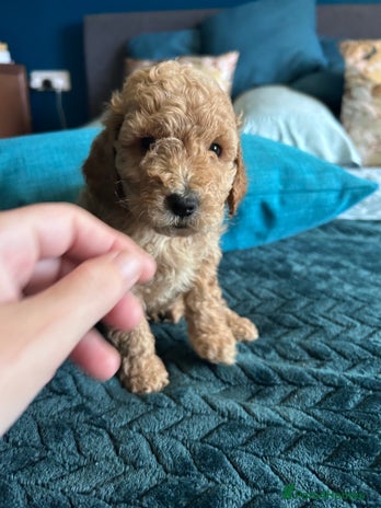 Cockapoo dogs - Advert 1