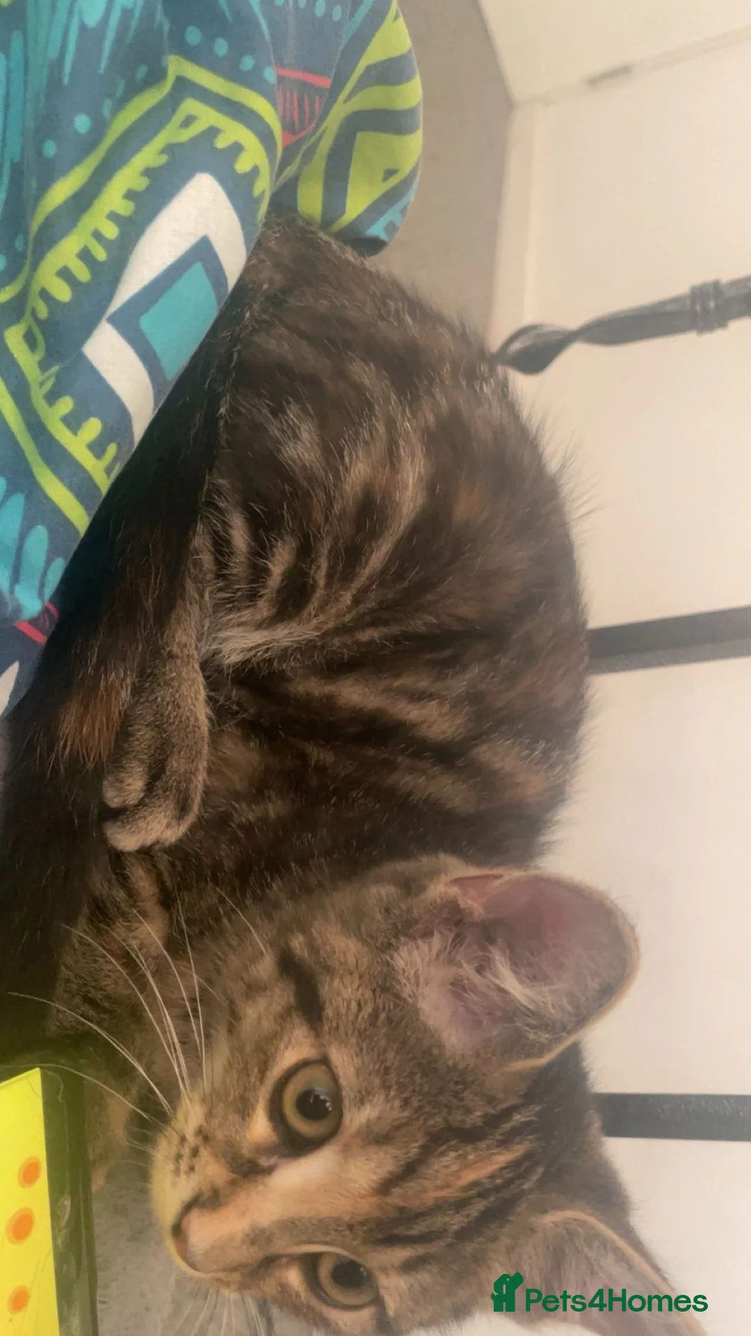 Toyger cats for sale: Playful and loving kitten for sale in Birmingham - Advert 2
