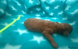 Labradoodle dogs for sale: Miniature Labradoodle F1BB Puppies - Image 16