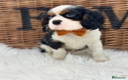 Cavalier King Charles Spaniel dogs for sale: Exstensively Health Tested Cavalier King Charle - Image 2