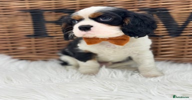 Cavalier King Charles Spaniel dogs - Advert 6