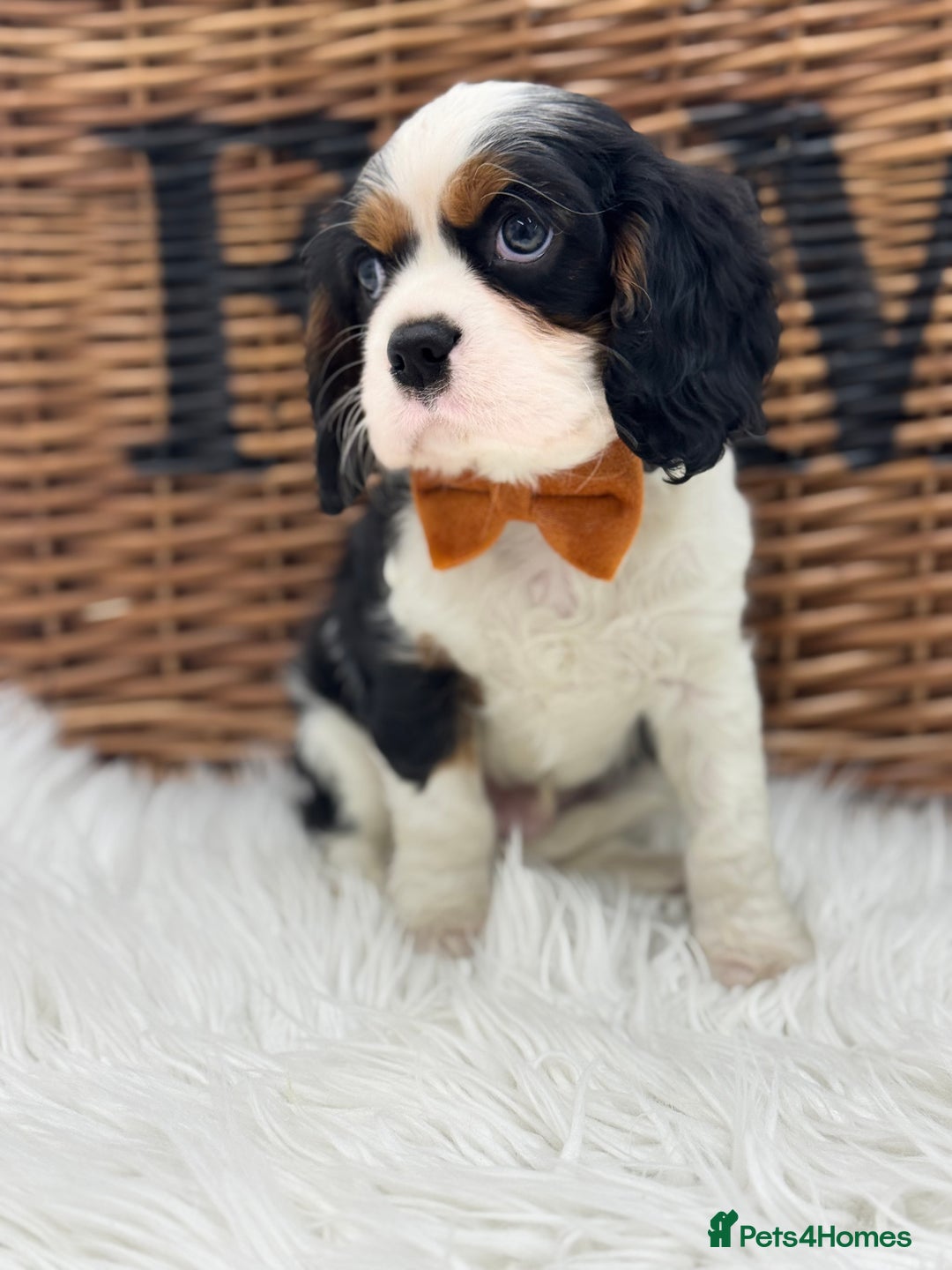 Cavalier King Charles Spaniel dogs for sale: Exstensively Health Tested Cavalier King Charle - Image 2