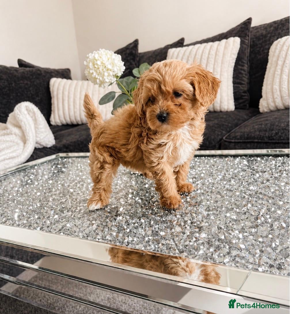 Maltipoo dogs for sale: 🔥Extra Tiny Asian maltipoos  🔥READY TO GO🔥  - Advert 6