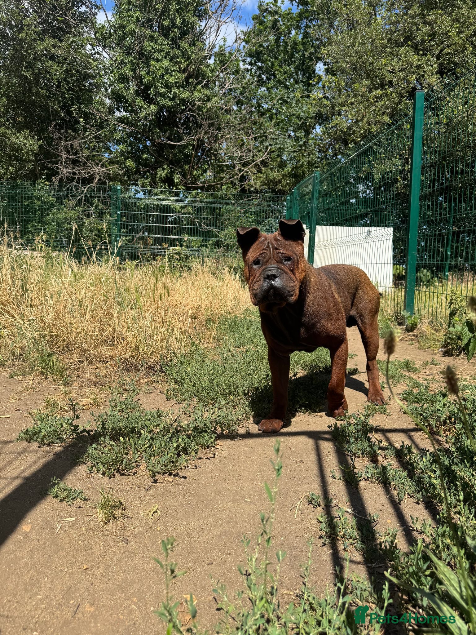 Shar Pei dogs only to 5 stars home - Advert 1