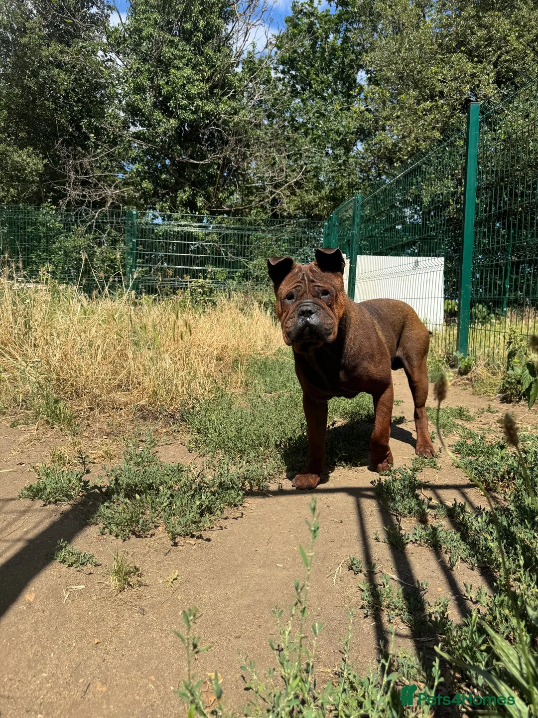 Shar Pei dogs for sale: only to 5 stars home - Advert 1