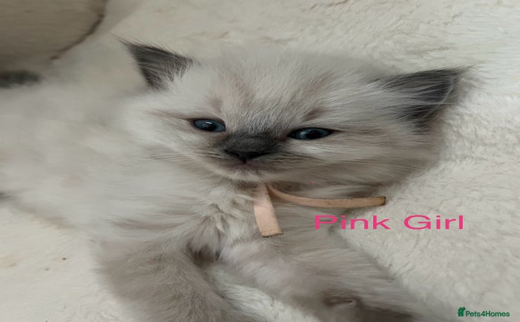 Ragdoll cats - Advert 14