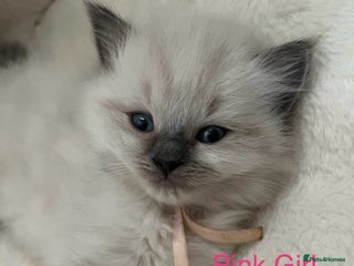 Ragdoll cats - Advert 4