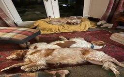 Brittany Spaniel dogs for adoption: Cronos a wonderful Brittany - Advert 12