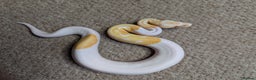 Python Snake reptiles for sale: 2025 Royal Python Hatchlings  - Advert 5