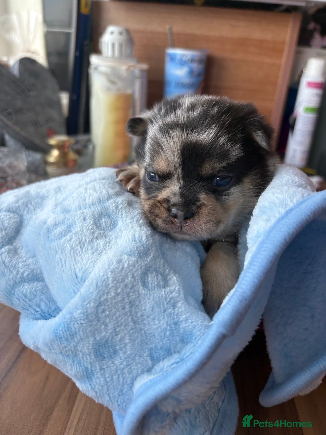Mixed Breed dogs for sale: FrenchieXPomeranian  - Image 2