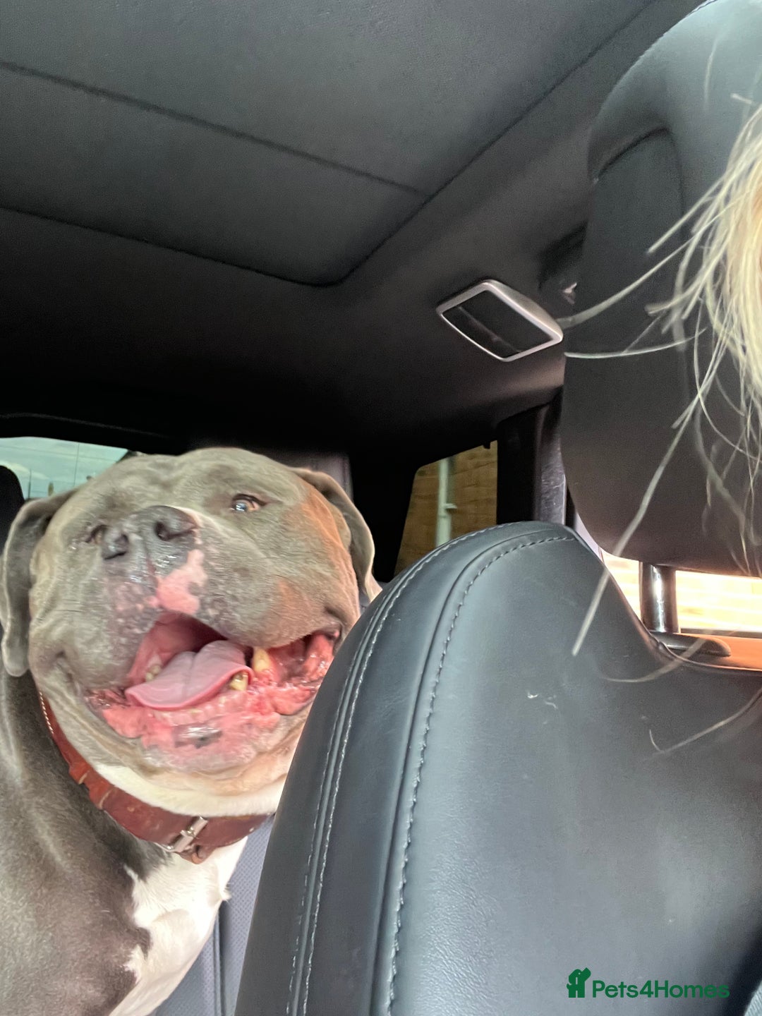 American Bulldog dogs for sale: Loving American Bulldog for Sale  - Image 4