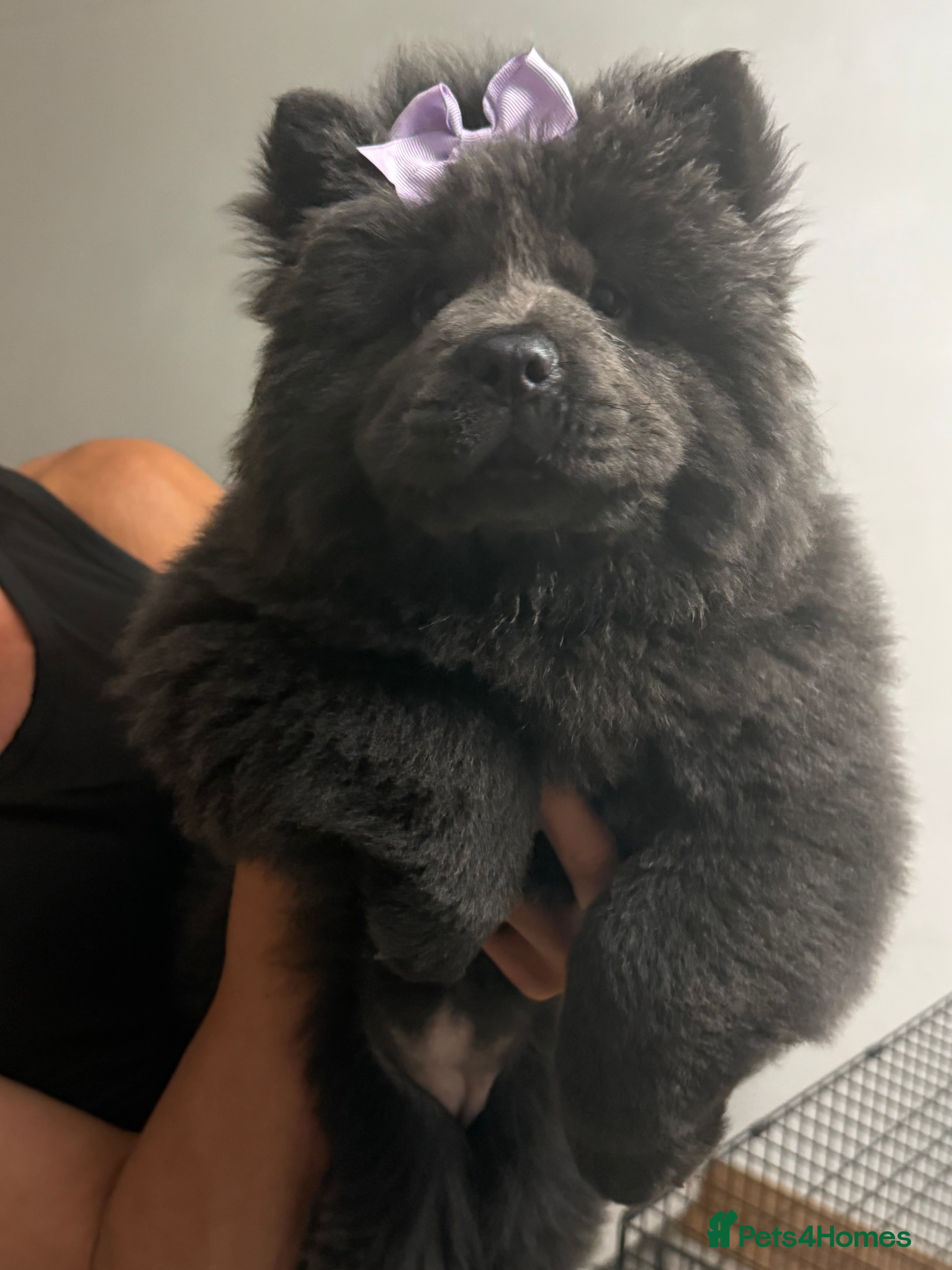 Chow Chow dogs Merle chow chow - Advert 15