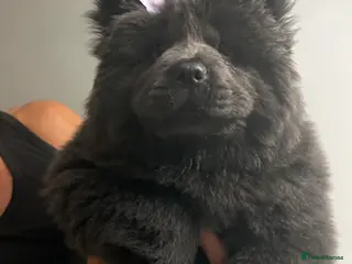 Chow Chow dogs Merle chow chow - Advert 15