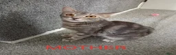 Mixed Breed cats for sale: 3 Grey Kittens Need Good Home - Advert 2