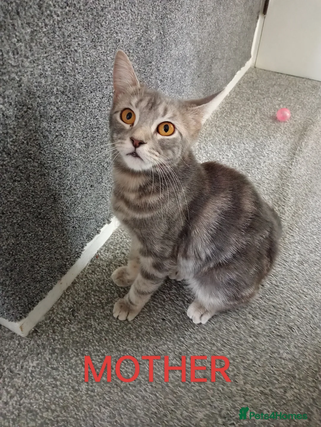 Mixed Breed cats for sale: 3 Grey Kittens Need Good Home - Advert 2
