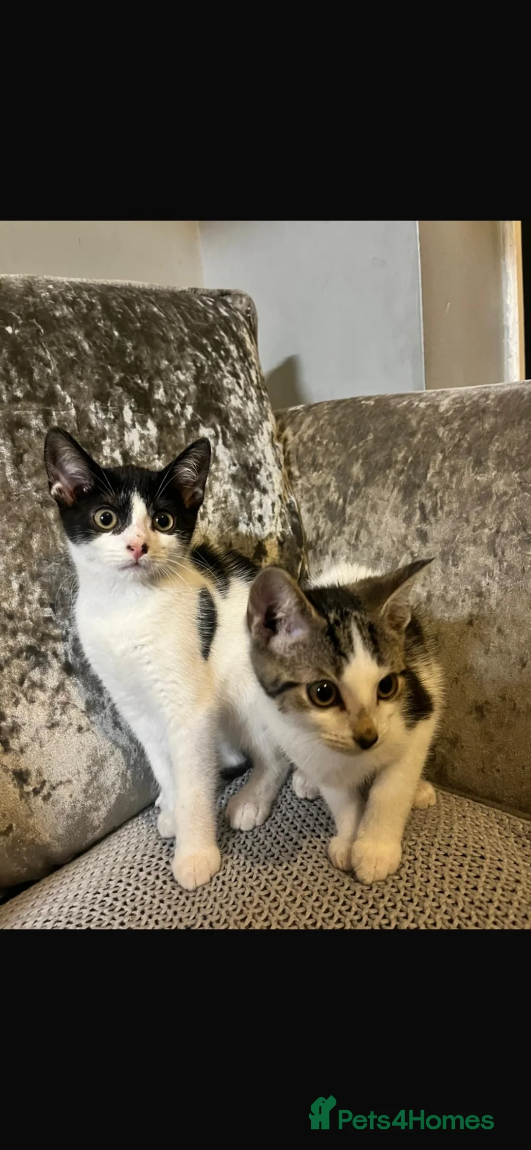 Mixed Breed cats for sale: 2 male kittens 10 weeks old - Advert 15