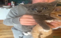 Mixed Breed cats for sale: Stunning litter of 4 - Image 11