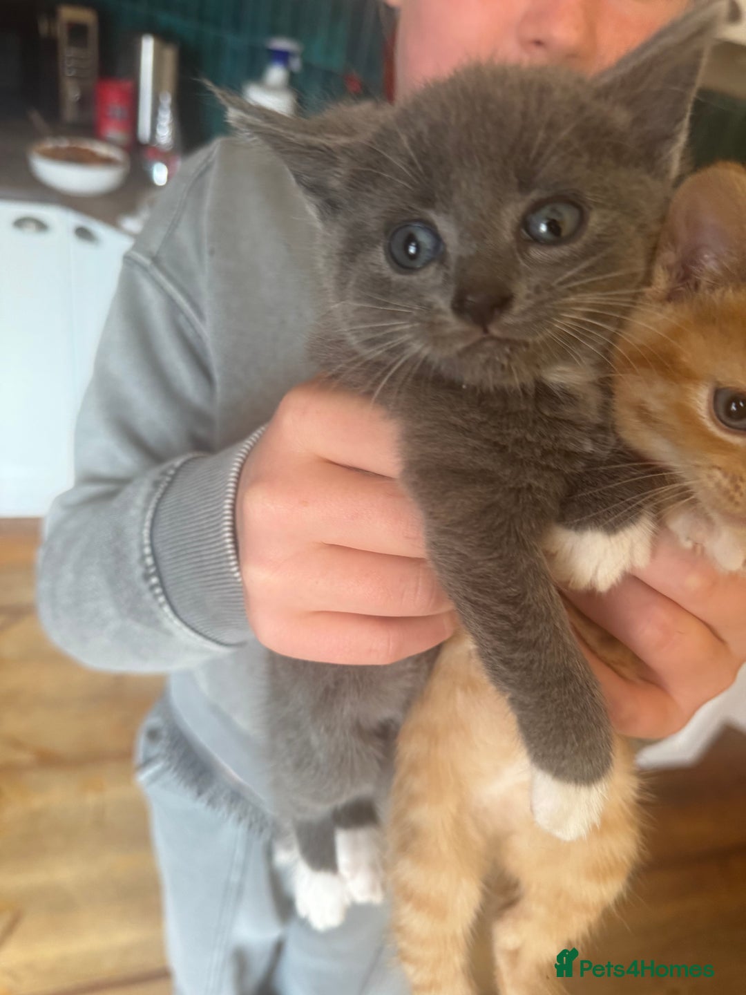 Mixed Breed cats for sale: Stunning litter of 4 - Image 11