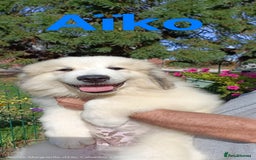 Pyrenean Mountain Dog dogs for sale: Beautiful Pyrenean Mountain Dogs puppies for sale - Image 2
