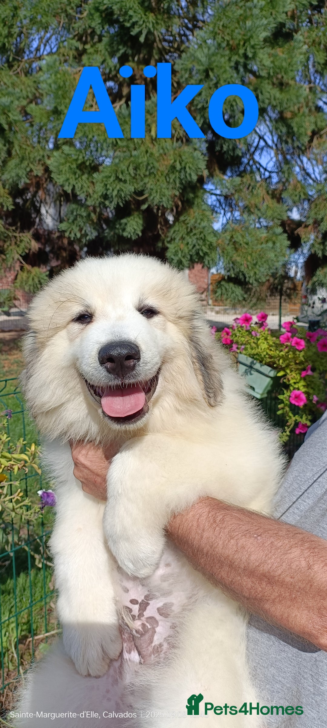 Pyrenean Mountain Dog dogs for sale: Beautiful Pyrenean Mountain Dogs puppies for sale - Image 2