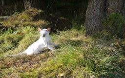Siamese cats for sale: Siamese Kittens - Image 11