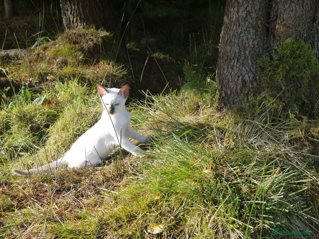 Siamese cats for sale: Siamese Kittens - Image 11