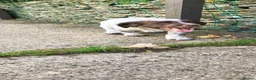 Mixed Breed dogs for sale: Cocker x sprollie  - Advert 8