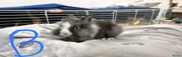 Lionhead rabbits for sale: 🐰 Adorable Rabbits Looking for Loving Homes 🐰 in Coventry - Advert 5