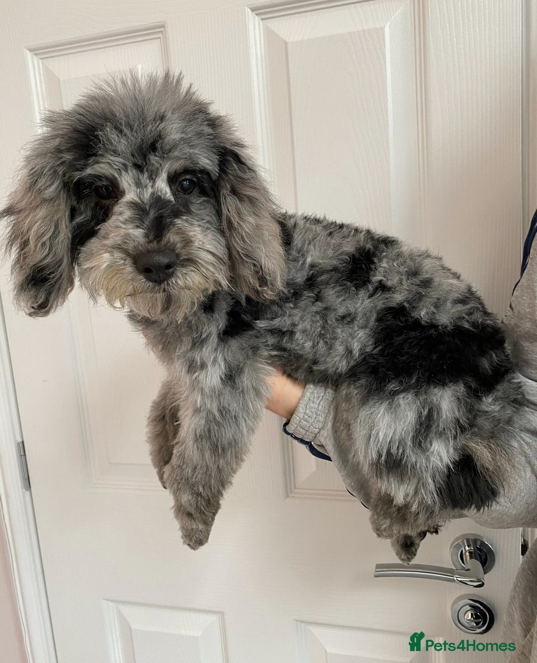 Cockapoo dogs for sale: Adorable f1 Cockapoo puppies 🐶  READY TO GO! in Stourport-on-Severn - Image 12