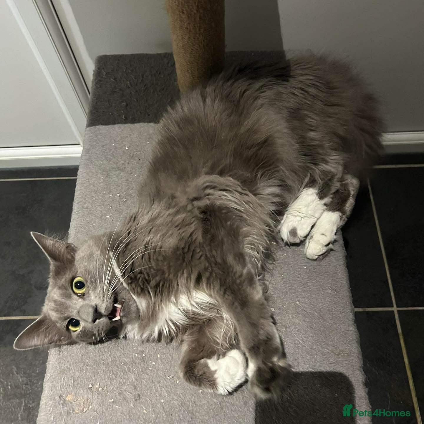 Siamese cats INDOOR Siamese cats for rehoming  - Advert 14