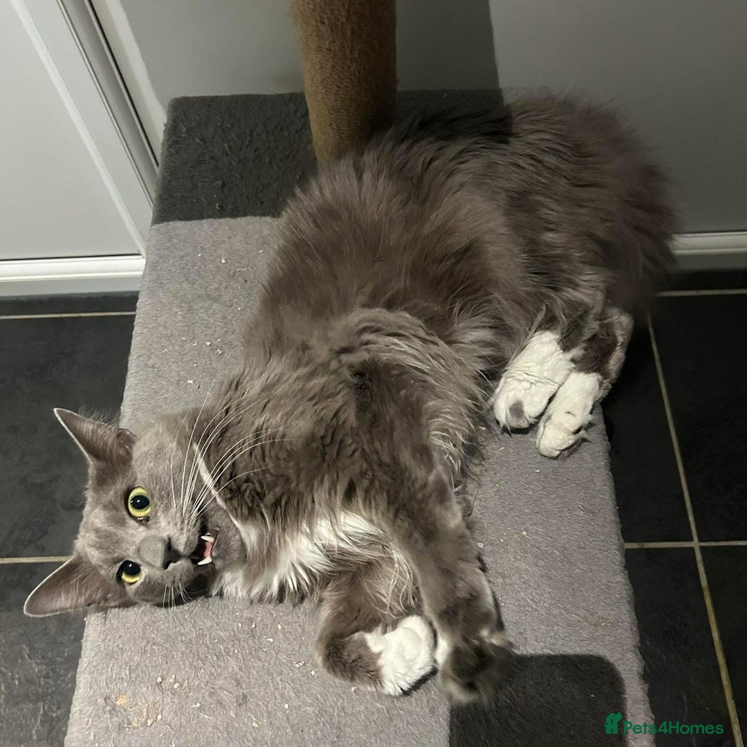 Siamese cats for sale: INDOOR Siamese cats for rehoming  - Advert 2