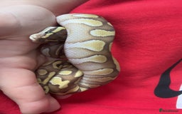 Python Snake reptiles for sale: Butter het clown ball python - Image 1