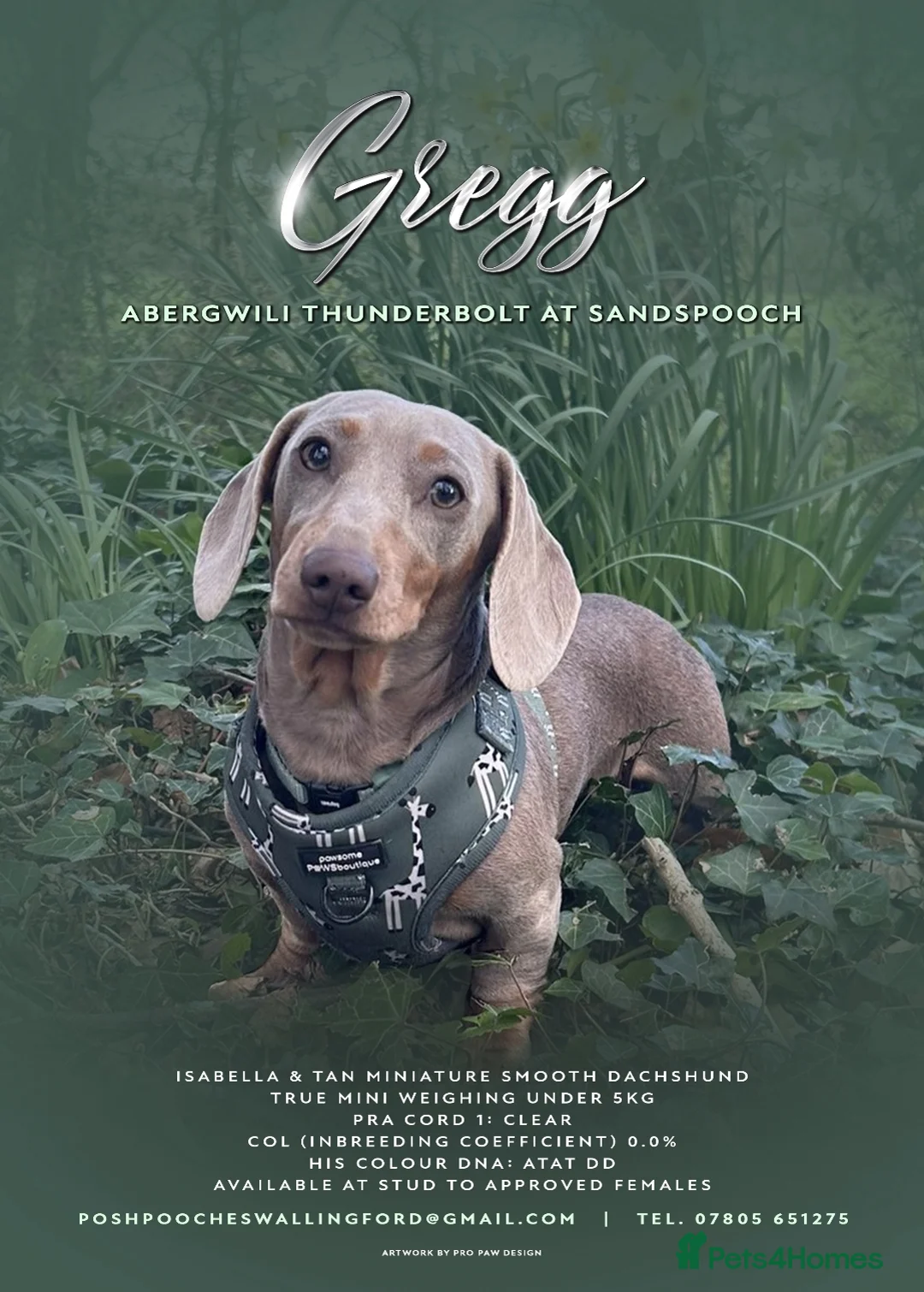 Miniature Dachshund dogs for stud: Isabella & Tan Miniature Dachshund Stud  in Wallingford - Advert 2